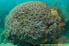 hard coral